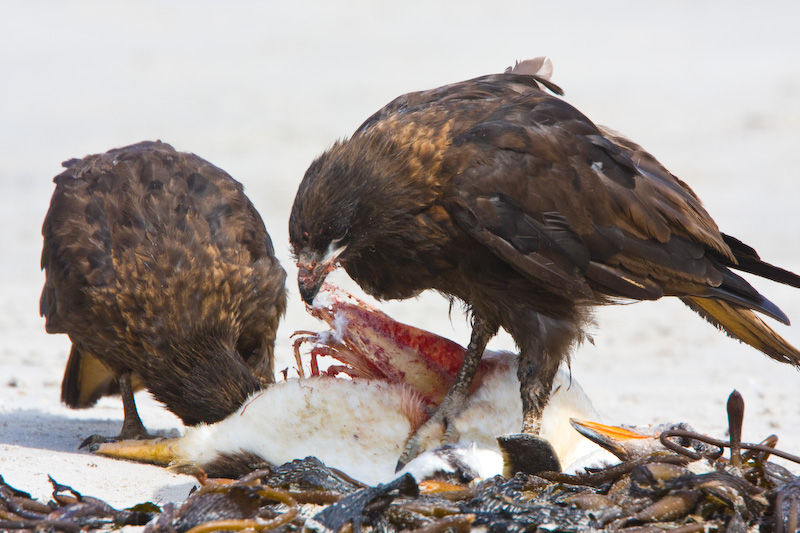 Striated Caracaras Eating Gentoo Penguin